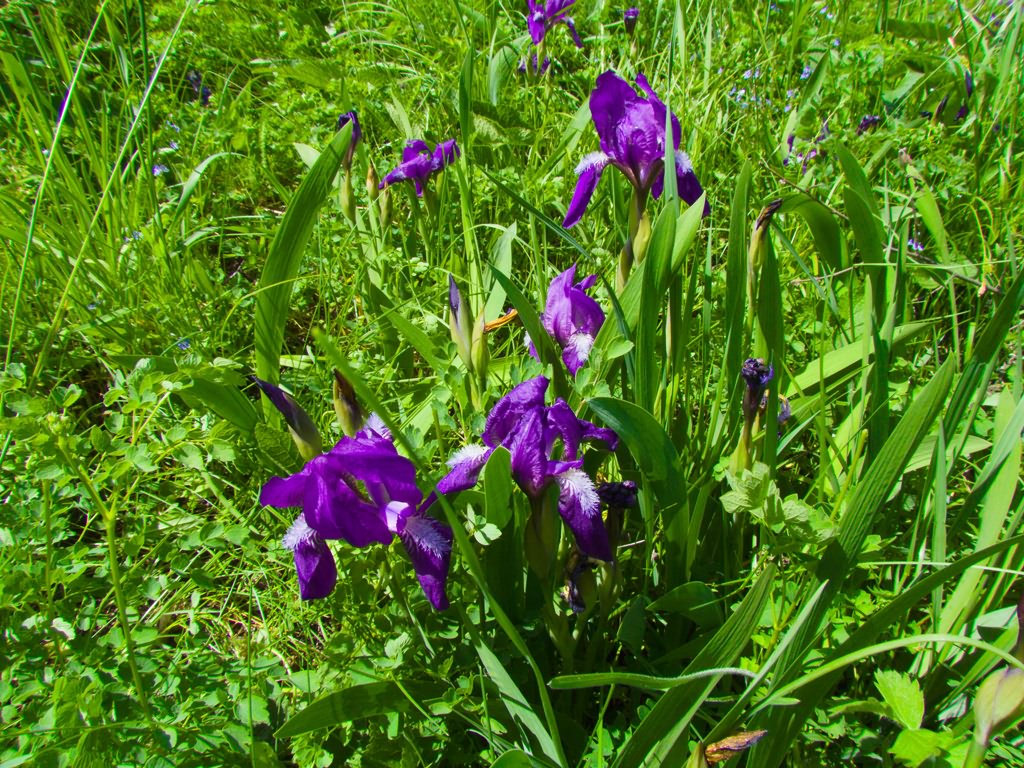 Iris aphylla L.